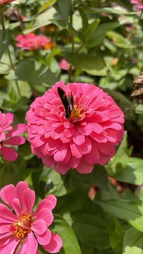 Silver-spotted Skipper
