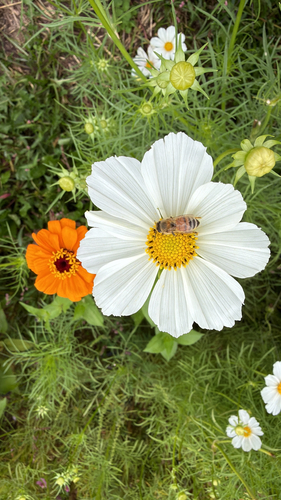 Western Honey Bee