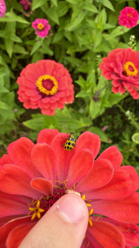 Spotted Cucumber Beetle