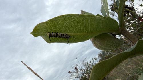 Monarch
