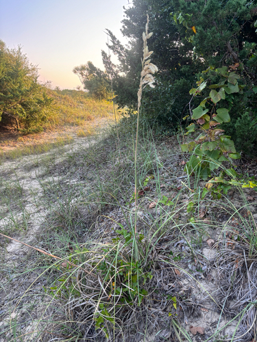 sea oats