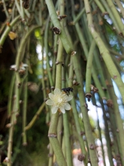 Rhipsalis floccosa