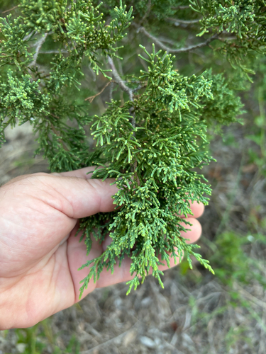 eastern redcedar