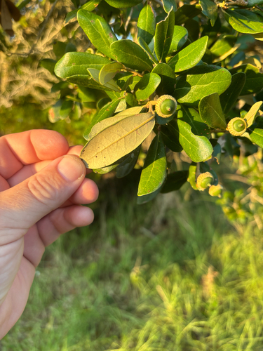 southern live oak