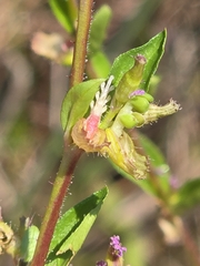 author not stated, no rights reserved Cuphea carthagenensis, photograph author not stated, no rights reserved