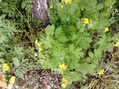 Chelidonium majus