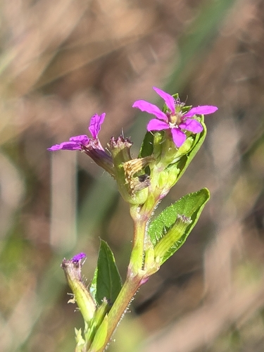Cuphea carthagenensis, photograph 4