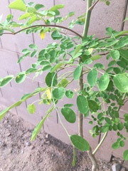 Moringa