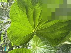 Piper umbellatum, photograph (c) Raúl A. Ruiz M., some rights reserved (CC BY)