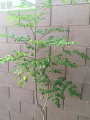 Moringa