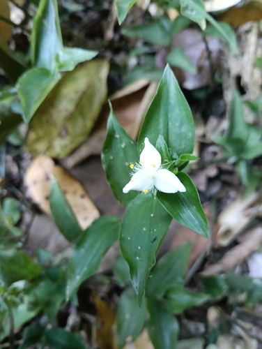 Rio Spiderwort