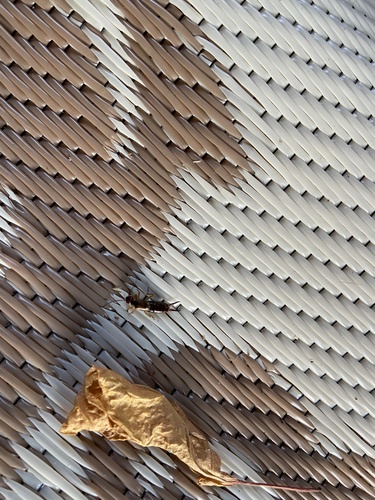 European Earwig