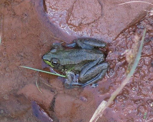 Green Frog