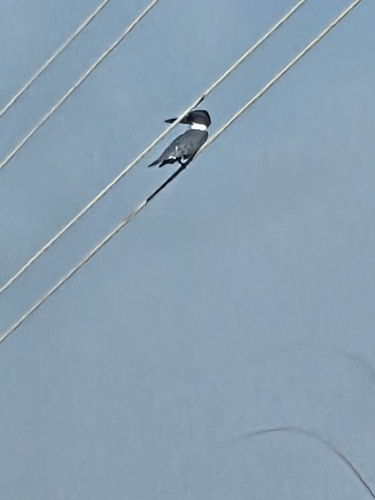 Belted Kingfisher
