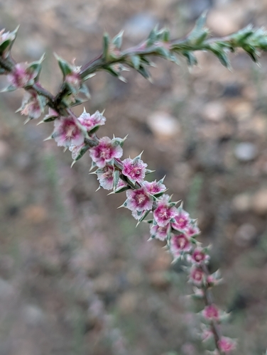 Prickly Russian Thistle