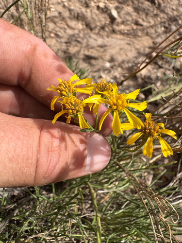 Hymenoxys richardsonii, photograph 5