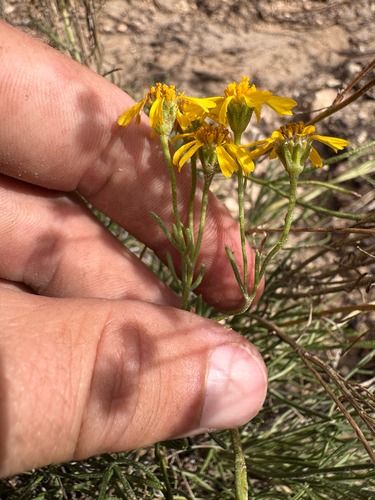 Hymenoxys richardsonii, photograph 2