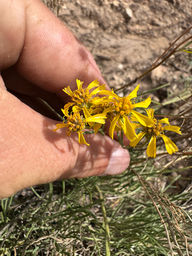 Hymenoxys richardsonii, photograph 4