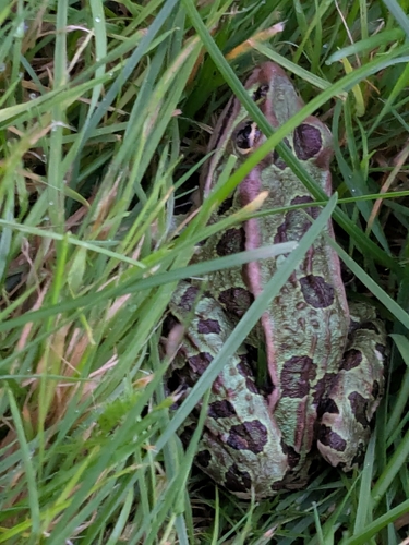 Northern Leopard Frog