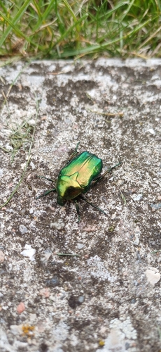European Rose Chafer
