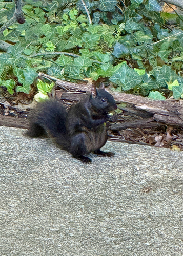 Eastern Gray Squirrel