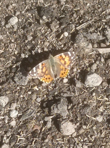 Painted Lady