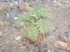 Hedosyne ambrosiifolia