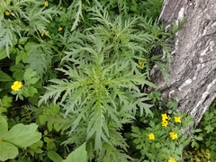 Urtica cannabina