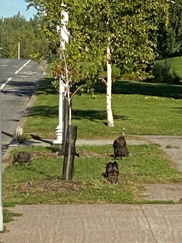 Wild Turkey