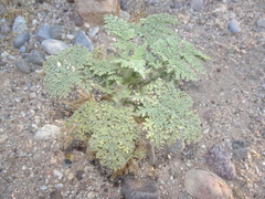 Hedosyne ambrosiifolia