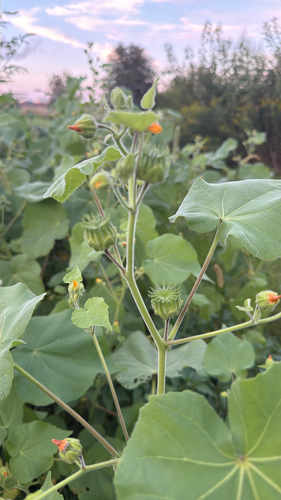 velvetleaf