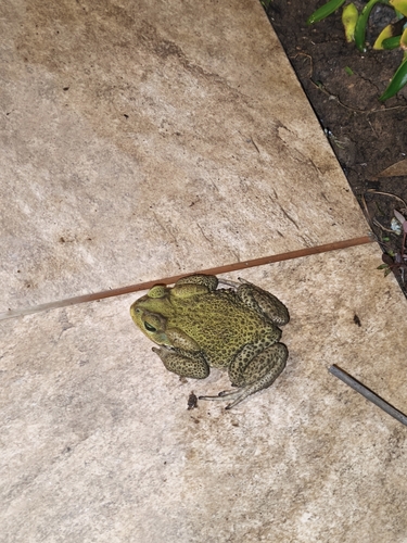 Yellow Cururu Toad