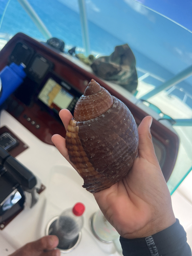 Tonna pennata observed 2026-09-18