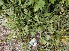 Taraxacum officinale