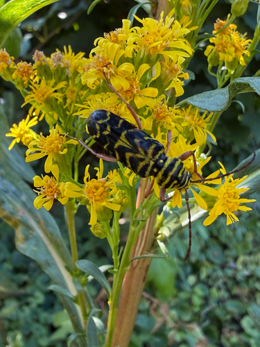 Locust Borer