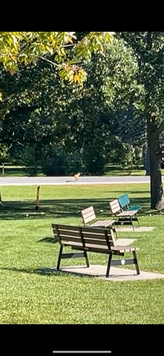 Red Fox
