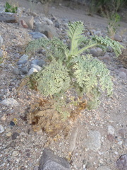 Hedosyne ambrosiifolia