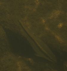 Rhinichthys