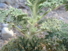 Hedosyne ambrosiifolia