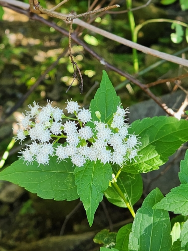 white snakeroot
