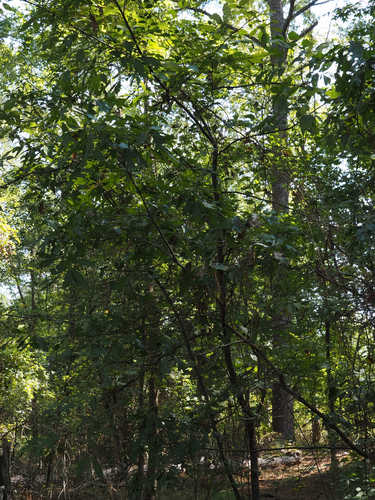 Quercus georgiana, photograph 5