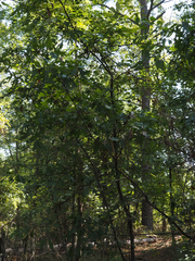 Quercus georgiana, photograph (c) carter, some rights reserved (CC BY)