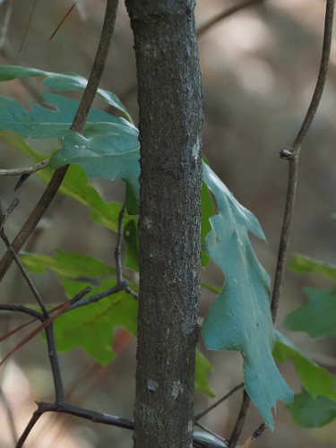 Quercus georgiana, photograph 4