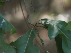 Quercus georgiana, photograph (c) carter, some rights reserved (CC BY)