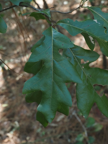 Quercus georgiana, photograph 2