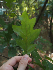 Quercus georgiana
