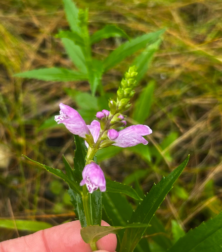 obedient plant