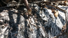 Liometopum apiculatum