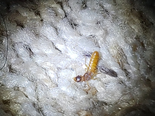 Formosan subterranean termite photo 4