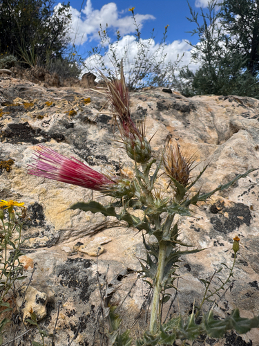 Cirsium arizonicum, photograph 1